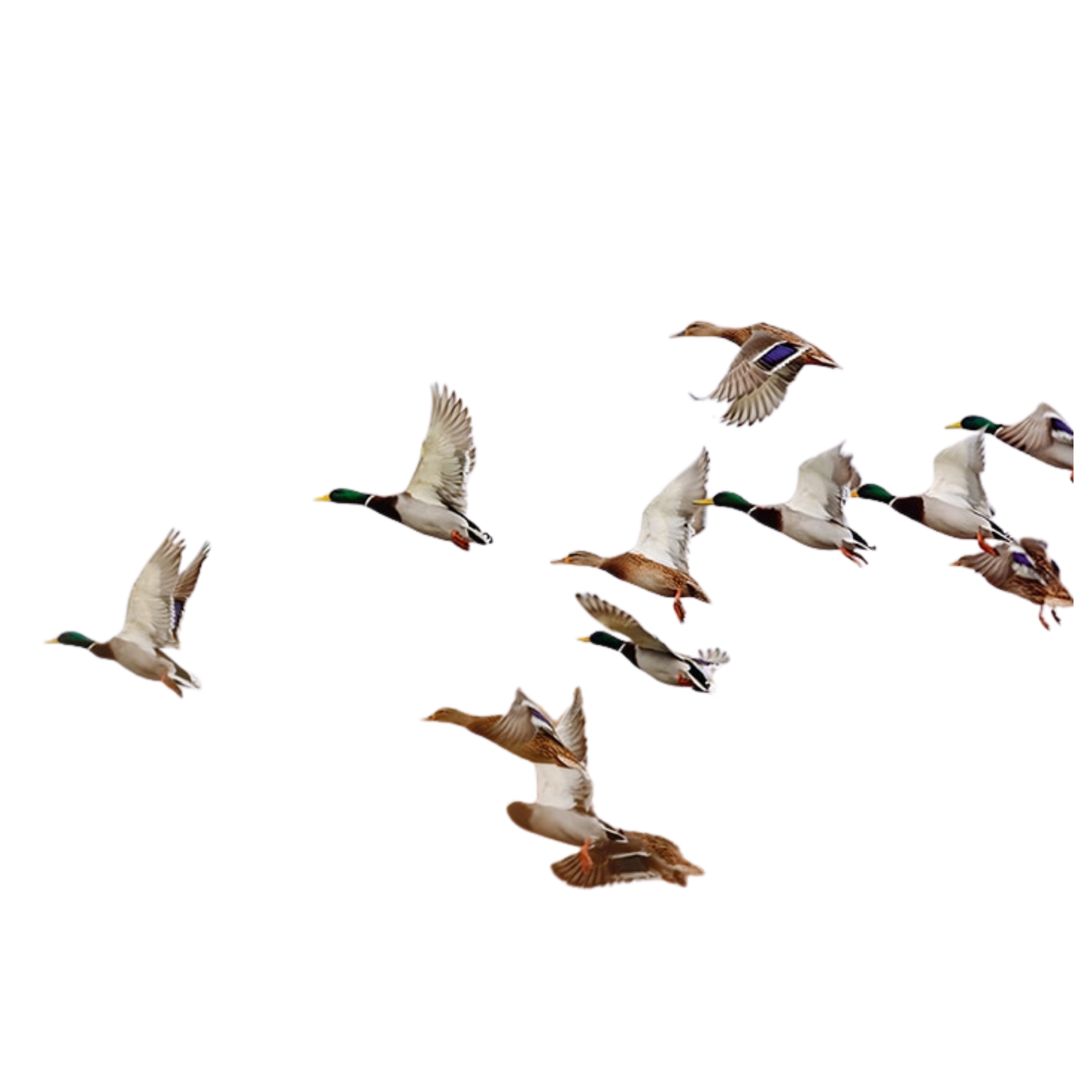 Diseño sin título (6)